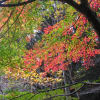 水沢のもみじ谷の紅葉