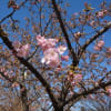 河津桜・・・南町公園～咲き始めました。