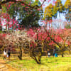 京都　北野天満宮の梅林　