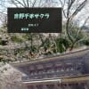 吉野千本サクラ