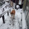 おおゆき