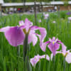 山田池公園　２０１２　６．５