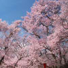 高遠の桜　2013