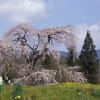 与一野の枝垂れ桜　170415