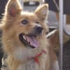 10/13　犬猫里親会