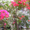 沖縄に咲く花々　　1月18日～2月5日