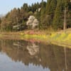4月14日　カタクリ開花状況