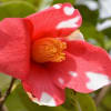 鉢植えの椿（５）「祝の盃」