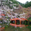 京都「醍醐寺の桜」