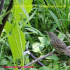 ウグイス科Cettiidae スズメ目Passeriformes