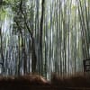 京都嵯峨野の竹林の小道