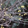 2016/03 葛西臨海公園の翡翠