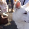 12/8　犬猫里親会