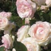 roseの世界２