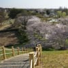 さきたま古墳公園の桜