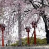 妙見神社の枝垂れ桜_140404