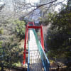赤い吊り橋と桜