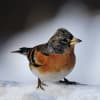 雪中の鳥達