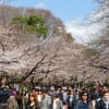 180323上野の森美術館桜