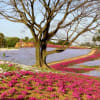 ネモフィラ満開：太田北部運動公園／桐生名物ひもかわ：ふる川