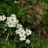 2018/07 さわやか信州 乗鞍岳　～5.畳平お花畑～