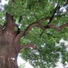 樹齢600年。幹周り9ｍ。東京都文京区本郷弓町の大楠の巨樹。　1