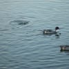 伊丹市昆陽池公園の水鳥たち
