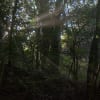 糠塚池写景　空と林　（2011.08.27）  