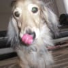 愛犬ユン君