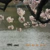 トヨ豊橋も綺麗に桜が咲きました
