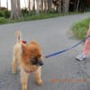 迷惑だよ！　そんな目をして写真に映ったわんこ
