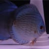 芦田ディスカス2010年06月20日～2010年06月26日