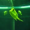 もふもふ　らいふ