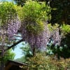 峯の薬師
