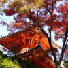 もみじ散歩・三瀧寺　171116