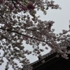 雨にもまけず・・・　北千住赤門寺から三宅坂、千鳥ヶ淵