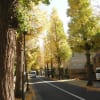 成城学園前駅よりイチョウ並木の紅葉をみて、仙川沿いを歩き、野川へと、ウォーキングしました。right wise。