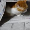ももちゃん(猫)・・・アニマルセラピー～