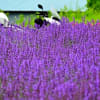 広がる紫の畑