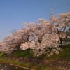 2019 春 桜