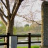 2014年春　福岡堰の桜