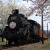 大井川鉄道　SL　と桜　・　家山駅付近　（静岡県）