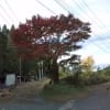 養老渓谷紅葉状況平成２３年１１月２１日から１２月１０日まで