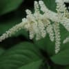 白い花が穂状に長く伸びる「トリアシショウマ」（初夏の花　2022-26）