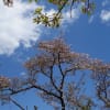 20200405 生田緑地散策３―生田の名残りの桜２ 枡形山 ―