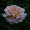 須磨の春薔薇2020