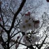 豊田市内小学校の校庭にサクラが咲いたよ！