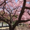 桜満開・・・市ノ坪公園。青葉が目立つ南町公園の桜。
