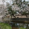今年（2016年4月）の桜の写真です（＾ ＾）
