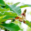 木に咲く花々（赤塚植物園 2021.4.25撮影）